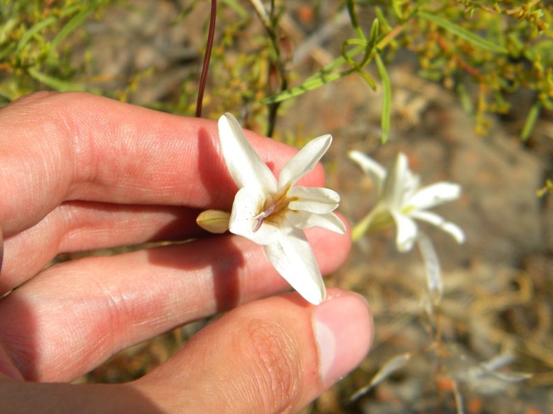 Tritonia pallida, photographed by Tim Kirsten