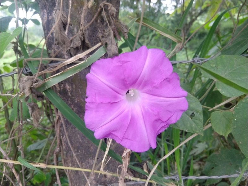 Ipomoea silvicola, photographed by Francisco Emilio Roldán Velasco