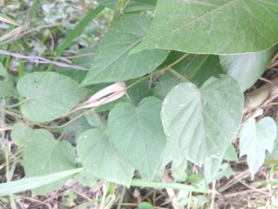 Ipomoea silvicola, photographed by Francisco Emilio Roldán Velasco