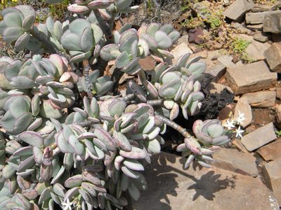 Crassula arborescens, photographed by Tim Kirsten