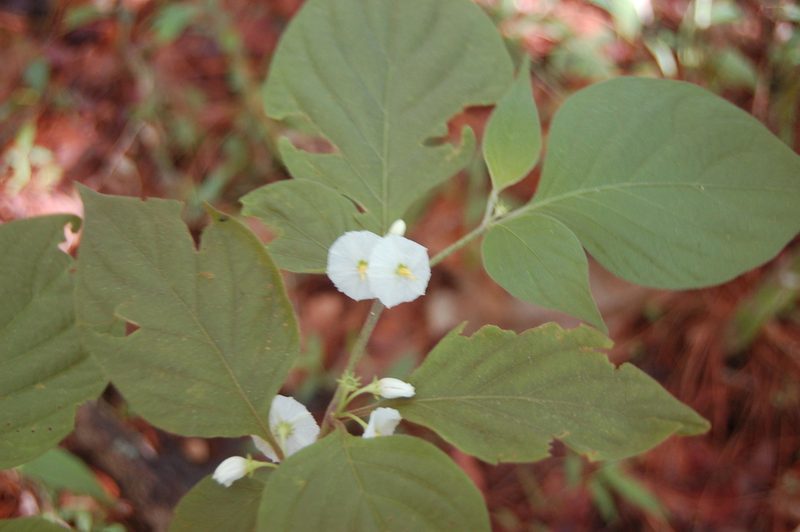 Lycianthes arrazolensis, photographed by Neptalí Ramírez Marcial
