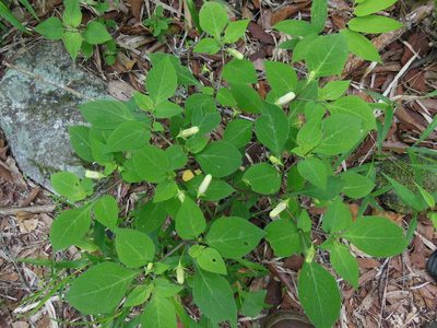 Lycianthes arrazolensis, photographed by Neptalí Ramírez Marcial