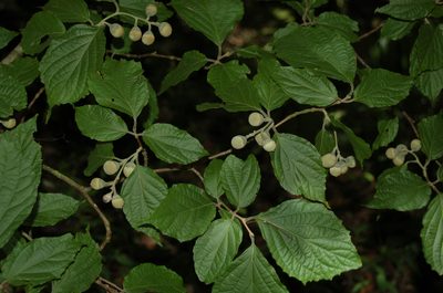 Styrax glabrescens, photographed by Neptalí Ramírez Marcial