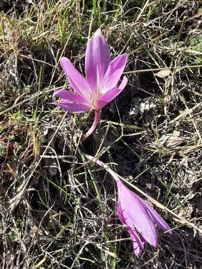 Colchicum speciosum, photographed by Katharine Khamhaengwong