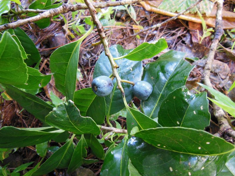 Symplocos limoncillo, photographed by Neptalí Ramírez Marcial
