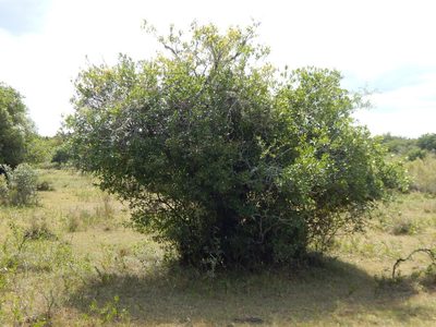 Lithraea brasiliensis, photographed by Gabriel Laufer