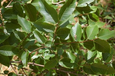 Ulmus mexicana, photographed by Neptalí Ramírez Marcial
