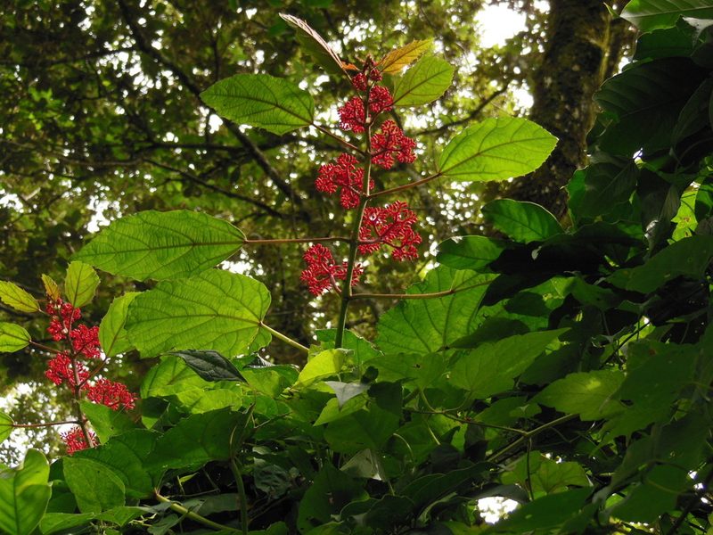Cissus cacuminis, photographed by Neptalí Ramírez Marcial