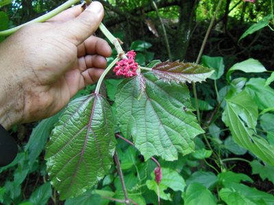 Cissus cacuminis, photographed by Neptalí Ramírez Marcial