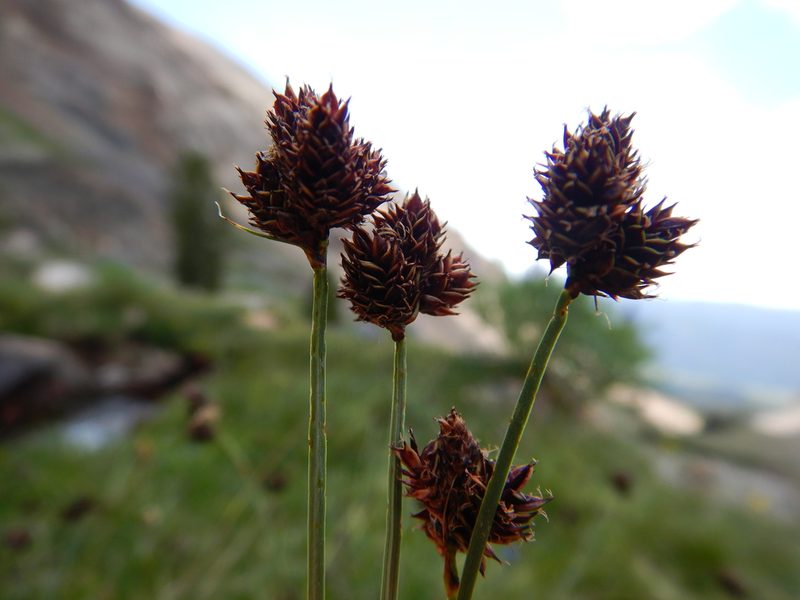 Carex pelocarpa, photographed by Matt Lavin
