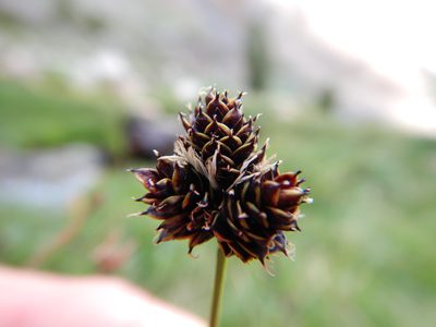 Carex pelocarpa, photographed by Matt Lavin