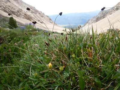 Carex pelocarpa, photographed by Matt Lavin