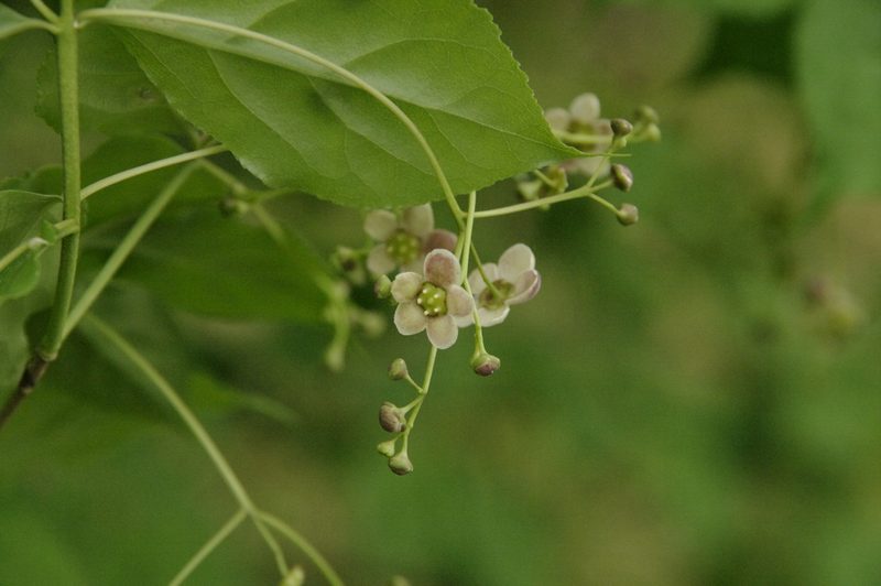 Euonymus oxyphyllus, photographed by Eric Knight