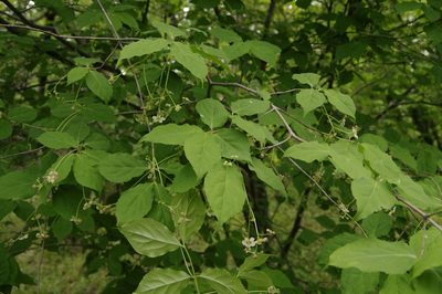 Euonymus oxyphyllus, photographed by Eric Knight