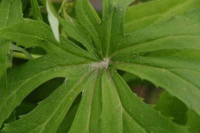 Syneilesis palmata, photographed by Eric Knight