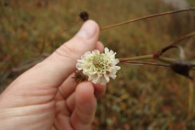 Scabiosa ochroleuca, photographed by Aleksei Baushev