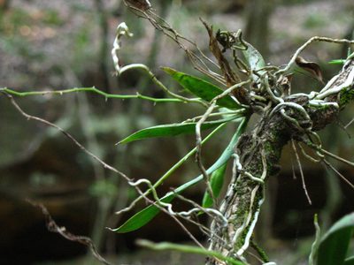 Sarcochilus australis, photographed by dorofofoto