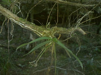 Sarcochilus australis, photographed by dorofofoto