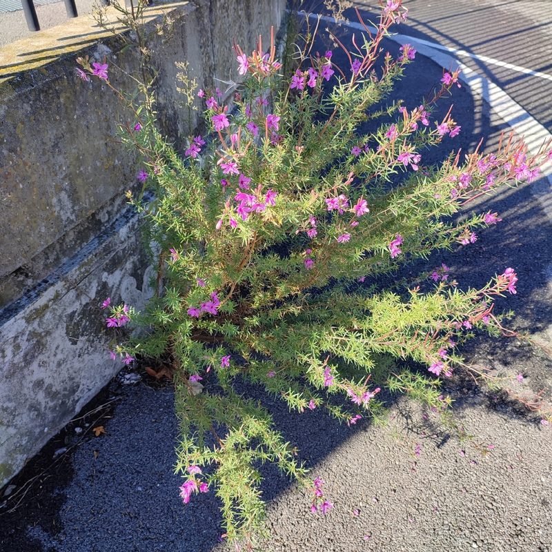 Epilobium dodonaei, photographed by Quentin Groom
