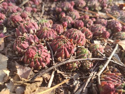 Sempervivum globiferum, photographed by Adrian Zdunek