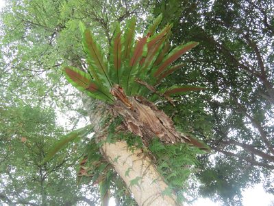 Asplenium setoi, photographed by chiuluan