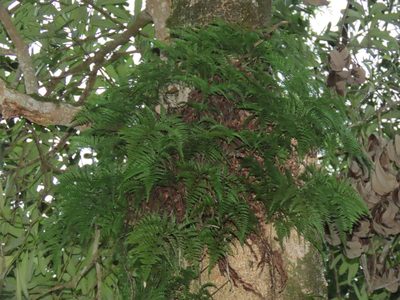 Davallia trichomanoides, photographed by chiuluan