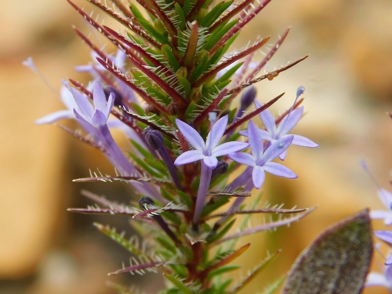 Merciera eckloniana, photographed by Klaus Wehrlin