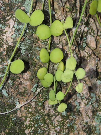 Dischidia formosana, photographed by chiuluan