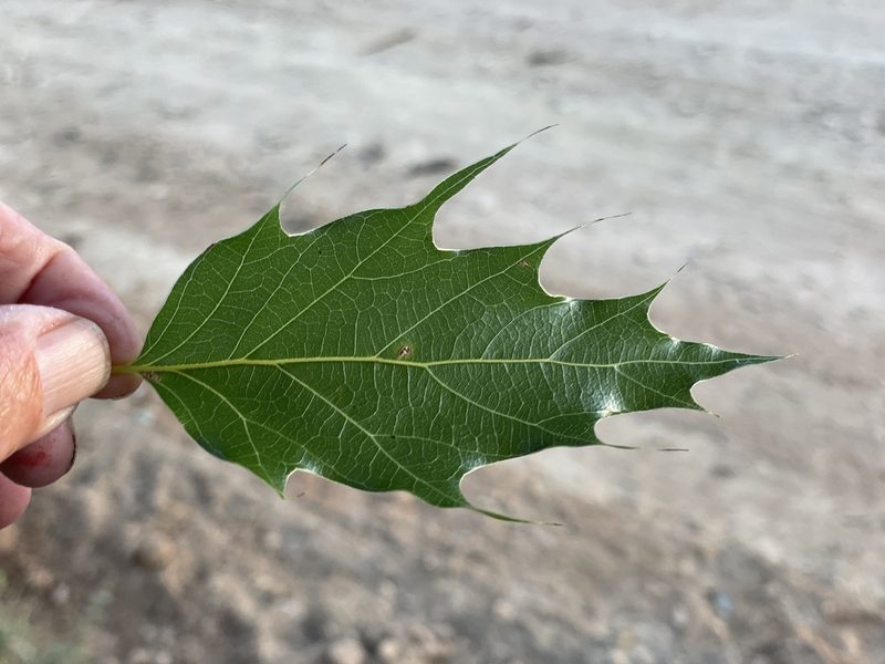 Quercus albocincta, photographed by Jim Riley