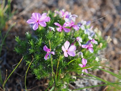 Phlox douglasii, photographed by Peter Abrahamsen