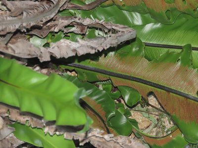 Asplenium setoi, photographed by chiuluan