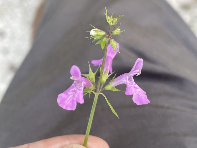 Stachys tenerrima, photographed by Jim Riley