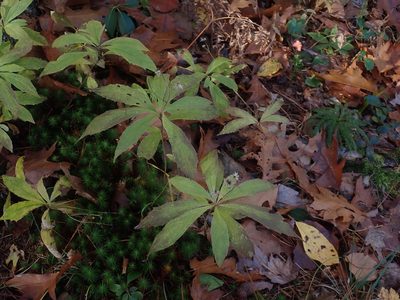 Oclemena acuminata, photographed by Lynn Harper