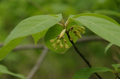 Lindera umbellata, photographed by Eric Knight