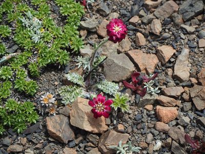 Leucheria purpurea, photographed by Peter Abrahamsen