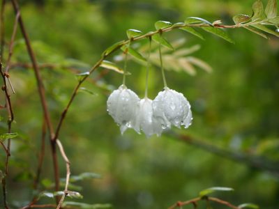 Luzuriaga polyphylla, photographed by Peter Abrahamsen