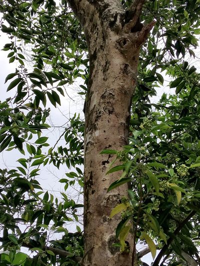 Aquilaria sinensis, photographed by Yj