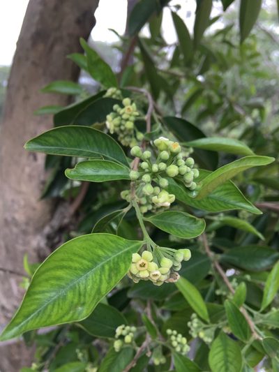 Aquilaria sinensis, photographed by Yj