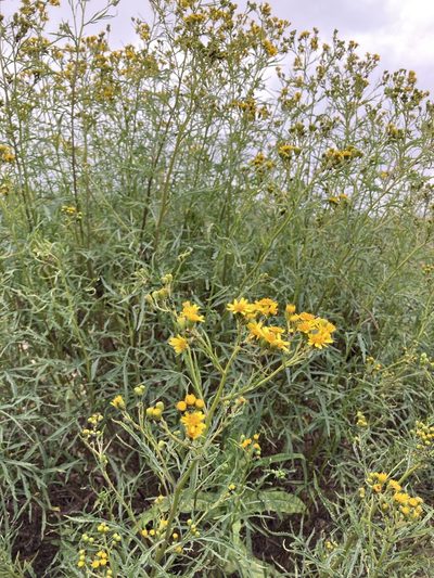 Senecio brasiliensis, photographed by Facundo Chieffo