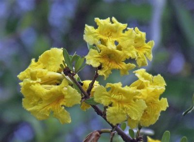 Tabebuia nodosa, photographed by Hugo Hulsberg
