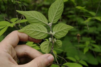 Callicarpa mollis, photographed by Eric Knight