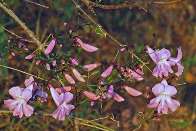 Tanaecium dichotomum, photographed by Hugo Hulsberg