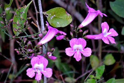 Tanaecium dichotomum, photographed by Hugo Hulsberg