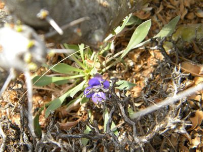 Aptosimum indivisum, photographed by Tim Kirsten