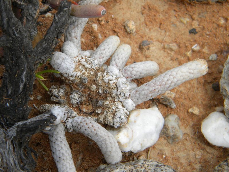 Anacampseros papyracea, photographed by Tim Kirsten