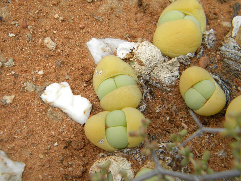 Gibbaeum heathii, photographed by Tim Kirsten