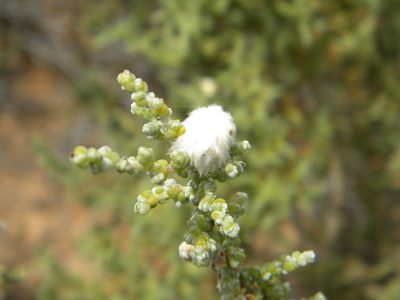Caroxylon aphyllum, photographed by Tim Kirsten