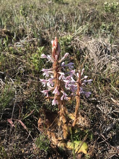 Satyrium longicolle, photographed by Ren Hoekstra