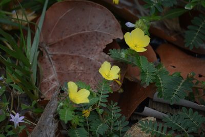 Tribulus cistoides, photographed by Neli Kanonerova