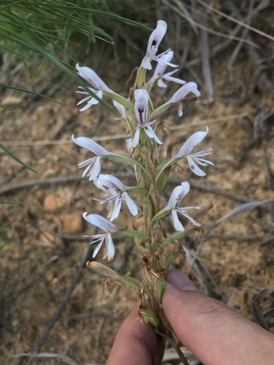 Satyrium longicolle, photographed by Ren Hoekstra